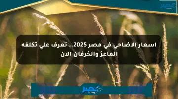 أسعار الأضاحي في مصر 2025.. تعرف على تكلفة الماعز والخرفان الآن
